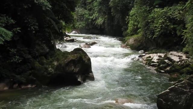 River in Podocarpus, Zamora смотреть онлайн