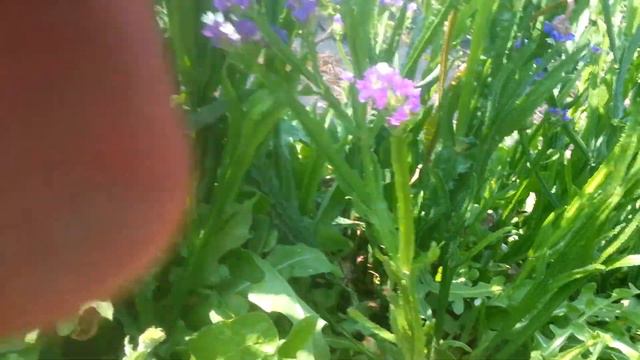Harvesting statice смотреть онлайн