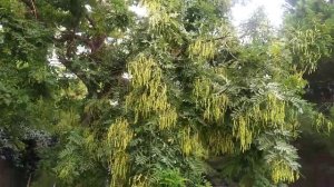 Софора японская. И ядовитая, и лекарственная