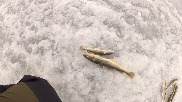 Рыбалка на комбайны. Ловля камбалы и наваги с четырёх лунок сразу. смотреть онлайн