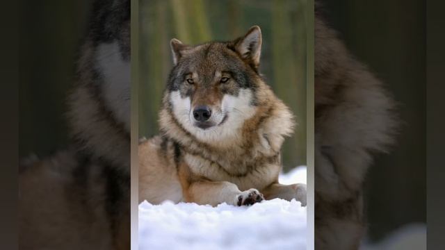 фото волков (часть 1)