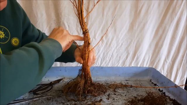 Salix babylonica fusion, part 2 смотреть онлайн