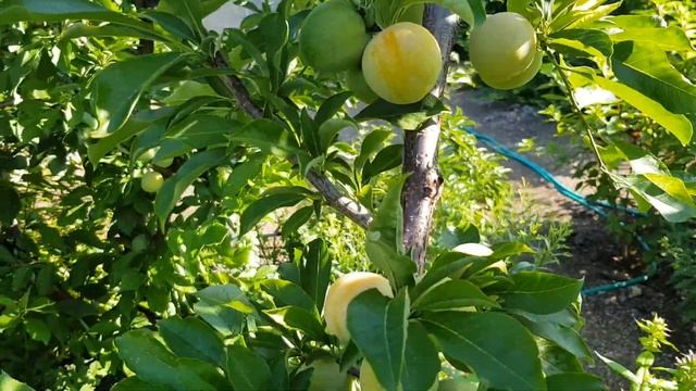 Слива Светлана Приморская. смотреть онлайн