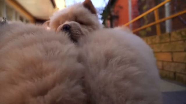 Мой питомец: Как бороться с жадностью собаки? смотреть онлайн