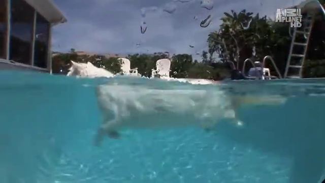 Турецкий ван котики смотреть онлайн