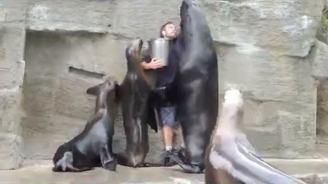 поцелуй морского льва смотреть онлайн