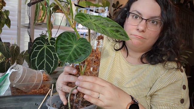 New moss pole (strugglebus) set up that ends up with 5 great plants staked up смотреть онлайн