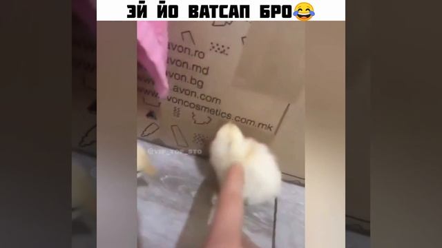 Эй йо ватсап бро смотреть онлайн
