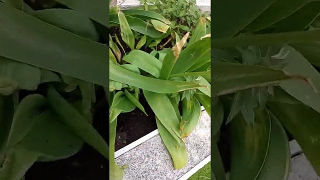 this is my magnolia tree and lettuce and cucumber and tomatoes and potato seeds 8 days later смотреть онлайн