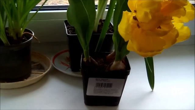 Карликовый Пионовидный Тюльпан. Miniature Peony- Tulip. Красота на Подоконнике смотреть онлайн