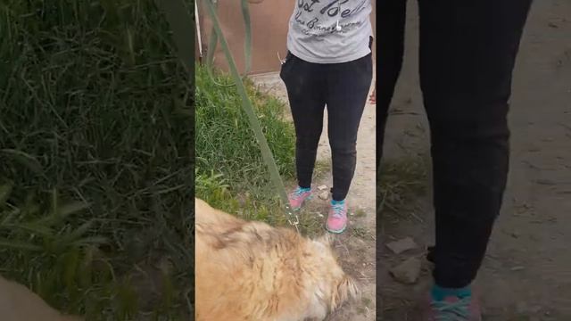 Самая пушистая собачка Боника! смотреть онлайн