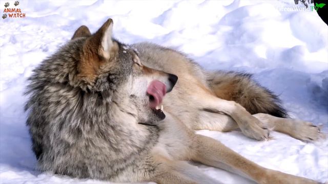 WOLF KILLERS - CAUCASIAN SHEPHERD Vs GREAT PYRENEES DOG смотреть онлайн