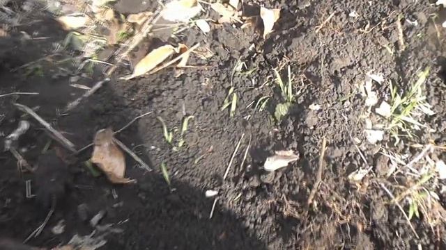 коп монет в лесу с металлоискателем симплекс плюс.нокто макро.сохран.копмонет
