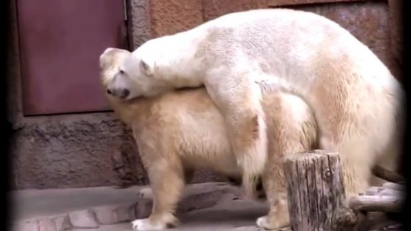 КАК СПАРИВАЮТСЯ БЕЛЫЕ МЕДВЕДИ РАЗМНОЖЕНИЕ ПОЛЯРНЫХ МЕДВЕДИЙ!!!