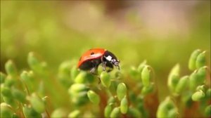 Чарующая мелодия наполняющая душу теплом и нежным трепетом