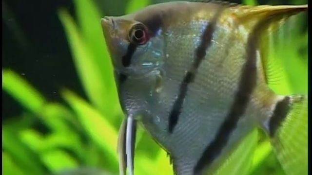 Скалярии смотреть онлайн