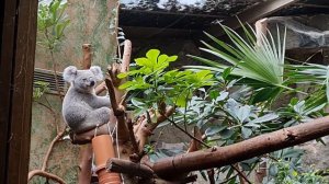 Коала в Зоопарке Эдинбурга, Шотландия