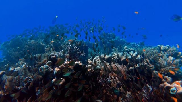Convict Blenny Facts: the ENGINEER GOBY 🐟 Animal Fact Files смотреть онлайн