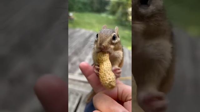 Смешная белка смотреть онлайн