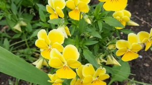 Виола-Анютины глазки.Посадка и уход.