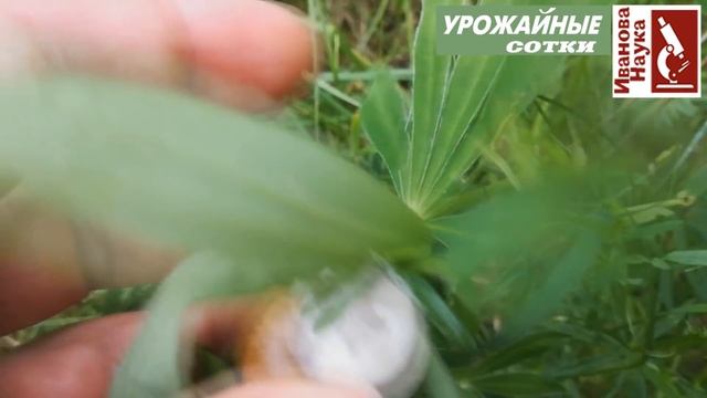 Виноваты СЛИЗНИ и УЛИТКИ? Разбираемся в симптомах повреждений. смотреть онлайн
