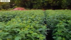 Борьба с бурьяном на моей Клубнике и Малине (11.06.2022). Какие гербециды лучше?