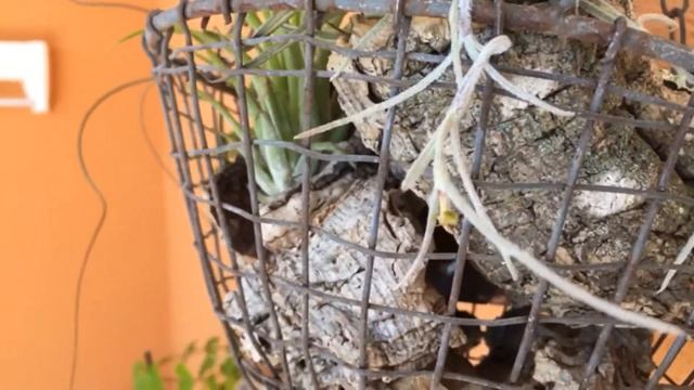 Обзор моих цветов. Кактусы, суккуленты и что ещё попало в кадр:) смотреть онлайн