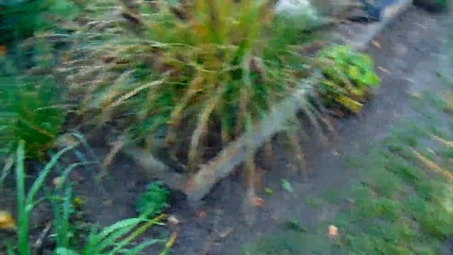 ПРОГУЛКА ПО САДУ . ПЛАНЫ НА БУДУЮЩИЕ . МАЛИНА ,ПРИМУЛА ,ПЕРЕДЕЛКИ САДА И МНОГОЕ ДРУГОЕ . смотреть онлайн