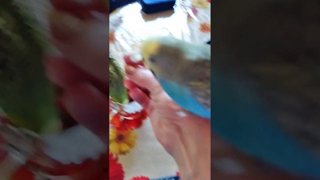Глаша вождь Краснокожих!!! смотреть онлайн