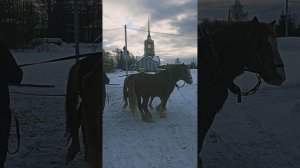 Обучаем жеребчика к упряже.