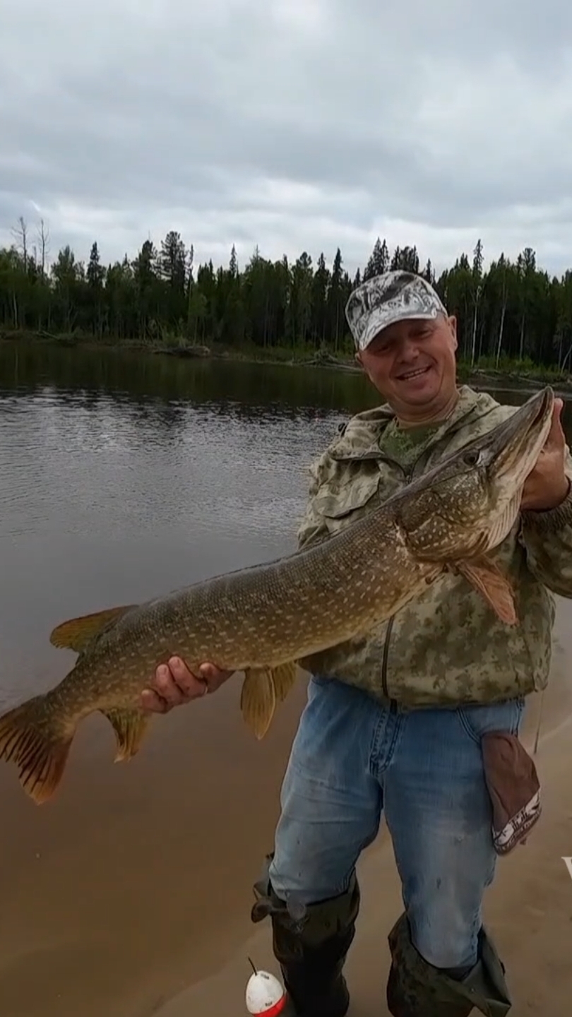 Огромные щуки в августе #рыбалка #щука #спининг #fishing #pike #pikefishing смотреть онлайн