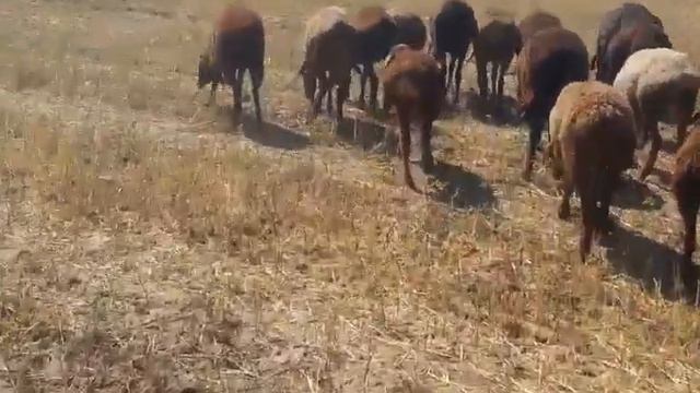 (358) на продажу ярочки и Кочкорик, до 3.5 месяцев смотреть онлайн