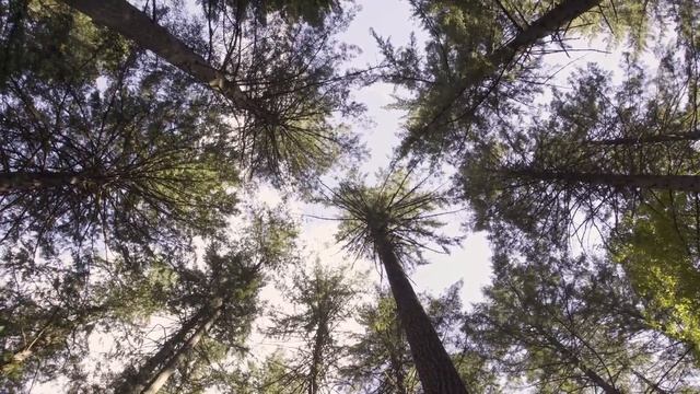 Looking Up At Trees No. 24: Douglas-fir (Pseudotsuga menziesii) смотреть онлайн