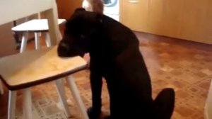 Кане Корсо и дети