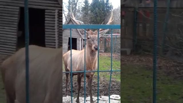 Олень говорит спасибо (Луцкий зоопарк) смотреть онлайн