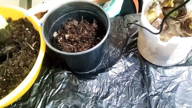 PLANTANDO LILIUM/SUSTRATO, CUIDADOS/. смотреть онлайн