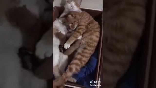 Когда родились котята смотреть онлайн
