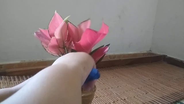 unboxing aglonema suksom red anja red majesty pink cathrina merah merona смотреть онлайн