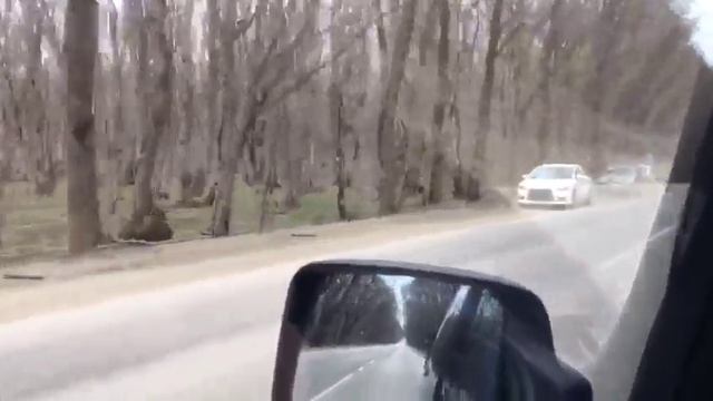 Косуля попала под колеса автомобиля около Ставрополя 25.03.17 смотреть онлайн