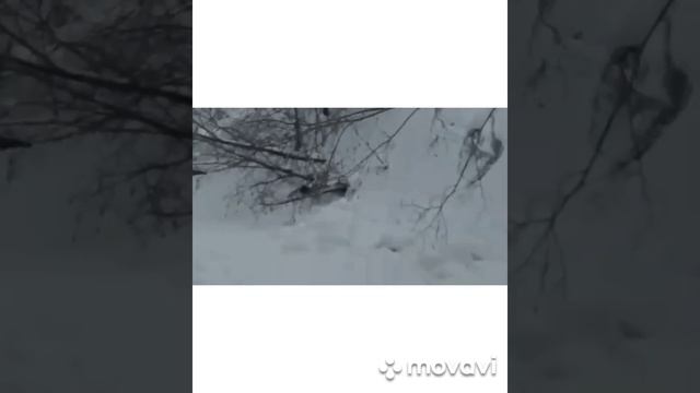 убийца куриц и кроликов! (ласка, курица, хорек ?) смотреть онлайн