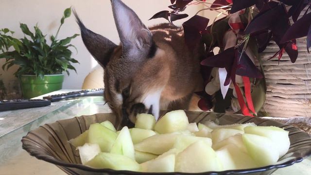 Каракал кушает дыню (Caracal eats melon) смотреть онлайн