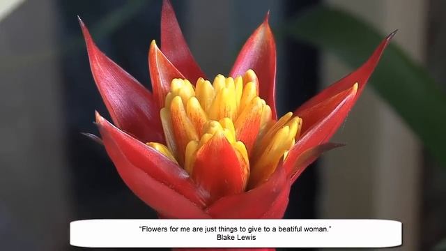 Bouquet 12 смотреть онлайн