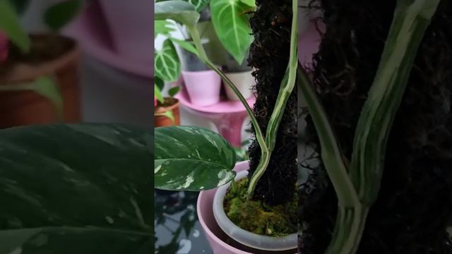 Pretty Epipremnum Pinnatum Albo Variegata 😍 Alhamdulillah 😊 смотреть онлайн