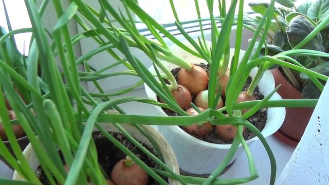 Лук на окошке смотреть онлайн