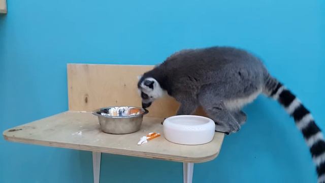 Lemur. Очень милый Лемур ест и умывается. смотреть онлайн