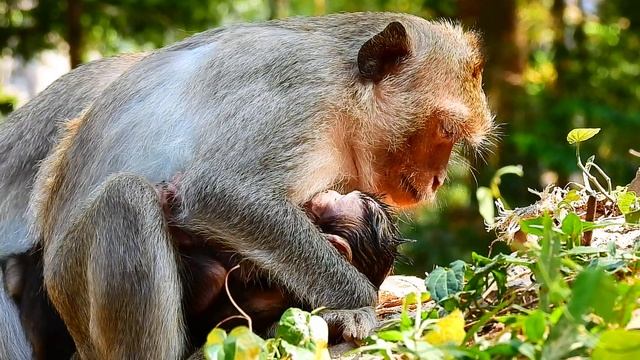 EDEN FALL SLEEP WELL WITHOUT MILK. EDEN VERY ADORABLE BABY MONKEY. смотреть онлайн