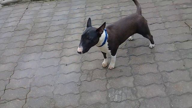 Пёс Тотоша знакомится с молоденькой строгой Харли (мини бультерьер)