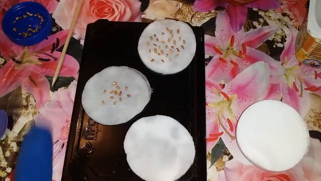 Как прорастить семена роз смотреть онлайн