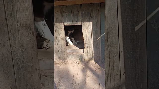 Не берите Лаек, если хотите спокойно жить!) | Жизнь в деревне