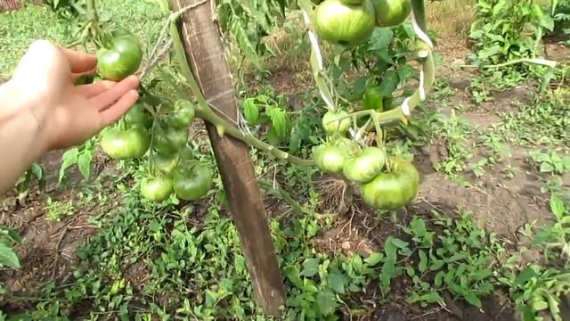 Когда срезать брокколи. Экскурсия по огороду. Что растет в огороде. смотреть онлайн